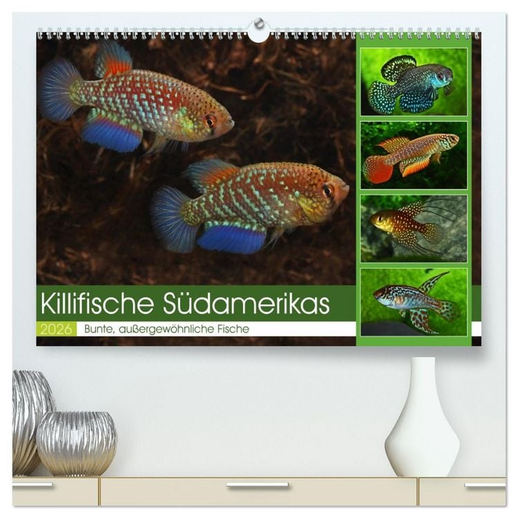 Produktbild: Killifische S&uuml;damerikas (hochwertiger Premium Wandkalender 2026 DIN A2 quer), Kunstdruck in Hochglanz