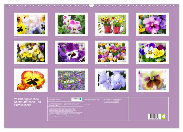Produktbild: Veilchengew&auml;chse - Stiefm&uuml;tterchen und Hornveilchen (Wandkalender 2026 DIN A2 quer), CALVENDO Monatskalender