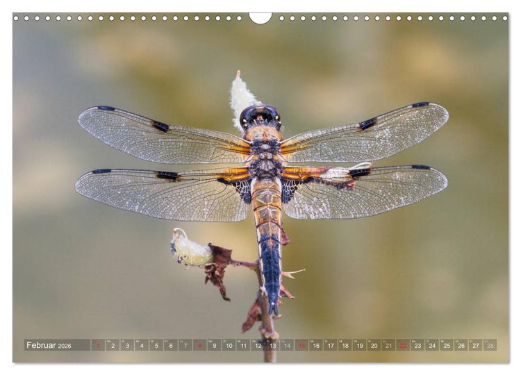 Produktbild: Libellen - Fliegende Edelsteine (Wandkalender 2026 DIN A3 quer), CALVENDO Monatskalender