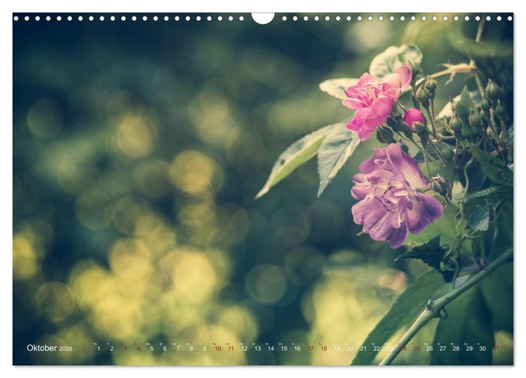 Produktbild: Die Welt der Alten Rosen (Wandkalender 2026 DIN A3 quer), CALVENDO Monatskalender