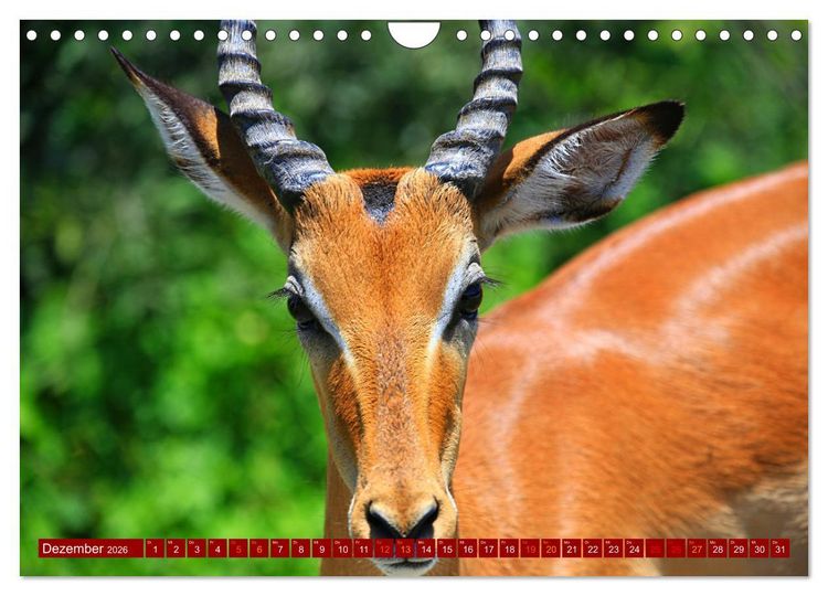 Produktbild: Botswana- Pirschfahrt mit Garantie auf Wildlife (Wandkalender 2026 DIN A4 quer), CALVENDO Monatskalender