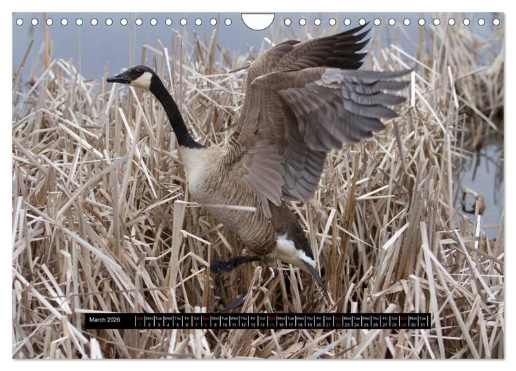 Produktbild: CANADA GOOSE / UK-Version (Wall Calendar 2026 DIN A4 landscape), CALVENDO 12 Month Wall Calendar