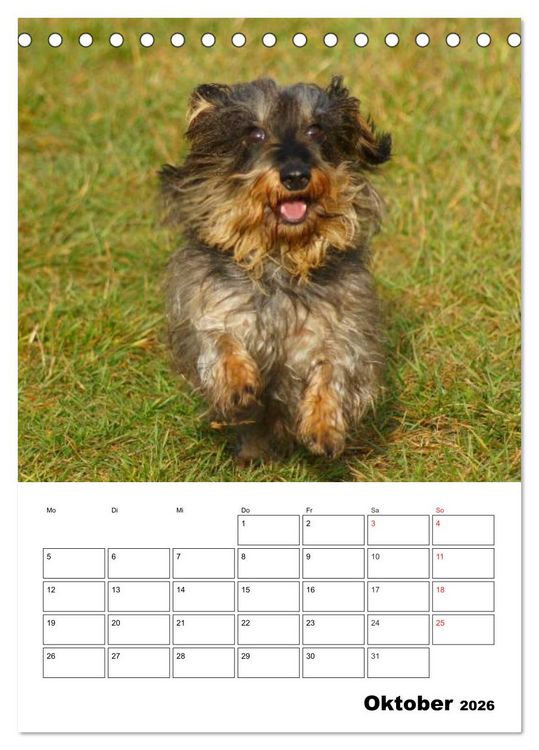 Produktbild: Liebenswerte Zwergrauhaardackel (Tischkalender 2026 DIN A5 hoch), CALVENDO Monatskalender