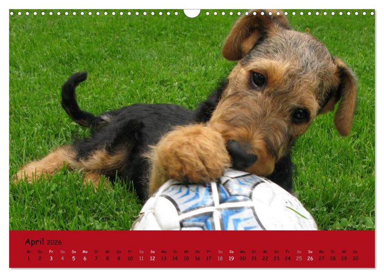 Produktbild: Airedale Terrier (Wandkalender 2026 DIN A3 quer), CALVENDO Monatskalender