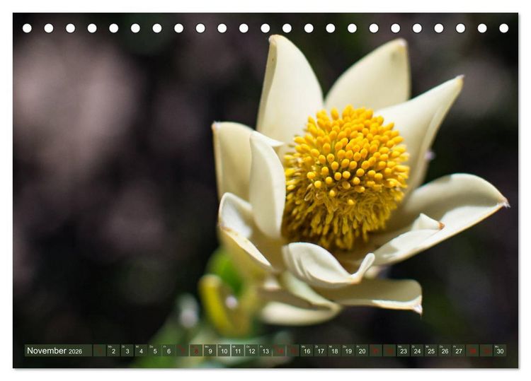 Produktbild: Fynbos - Die einzigartige Flora S&uuml;dafrikas (Tischkalender 2026 DIN A5 quer), CALVENDO Monatskalender