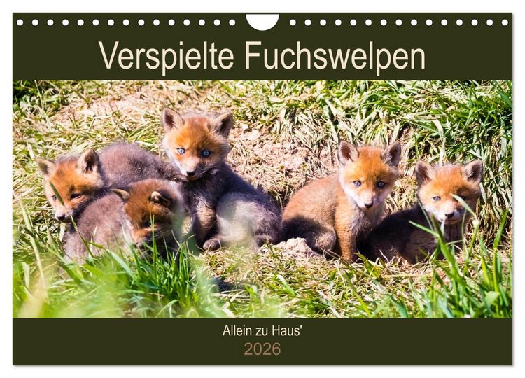 Produktbild: Verspielte Fuchswelpen - Allein zu Haus' (Wandkalender 2026 DIN A4 quer), CALVENDO Monatskalender
