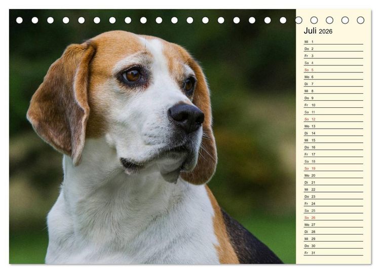 Produktbild: Beagle - Herz auf 4 Pfoten (Tischkalender 2026 DIN A5 quer), CALVENDO Monatskalender