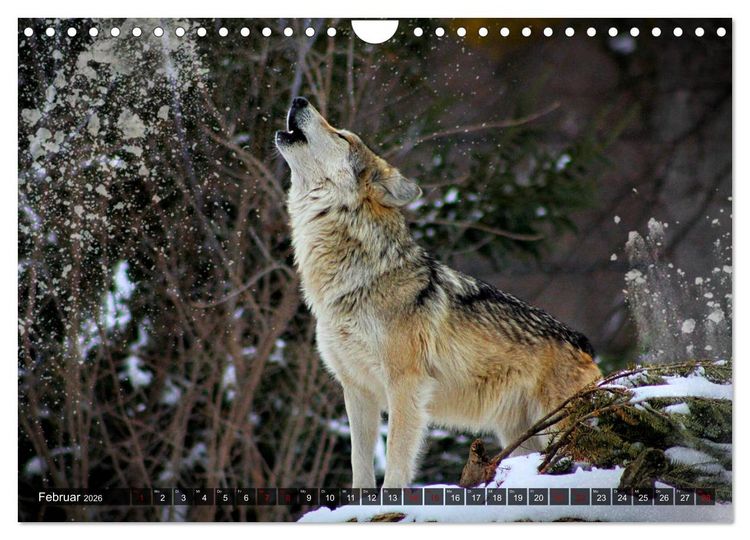 Produktbild: Begegnung mit dem Wolf (Wandkalender 2026 DIN A4 quer), CALVENDO Monatskalender