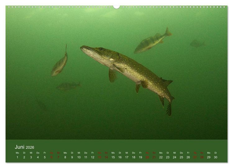 Produktbild: Faszination S&uuml;sswasser (Wandkalender 2026 DIN A2 quer), CALVENDO Monatskalender