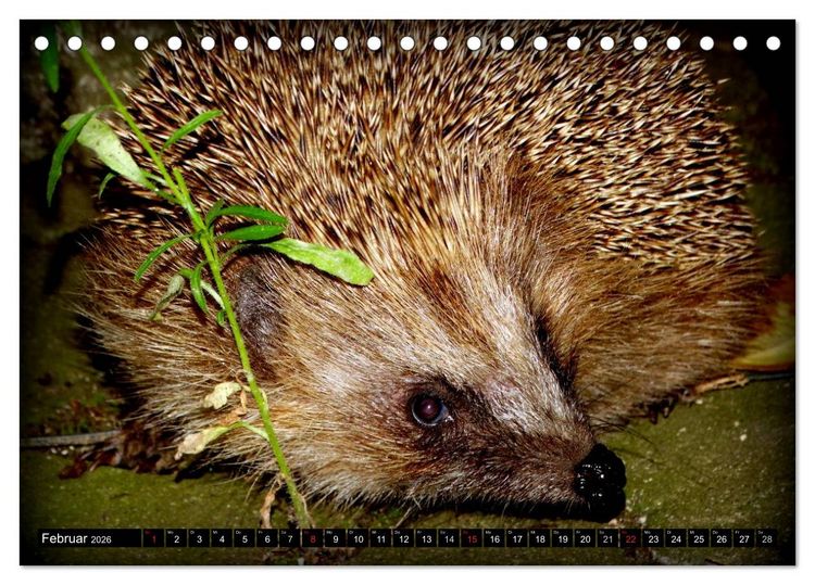 Produktbild: Meine Igel (Tischkalender 2026 DIN A5 quer), CALVENDO Monatskalender
