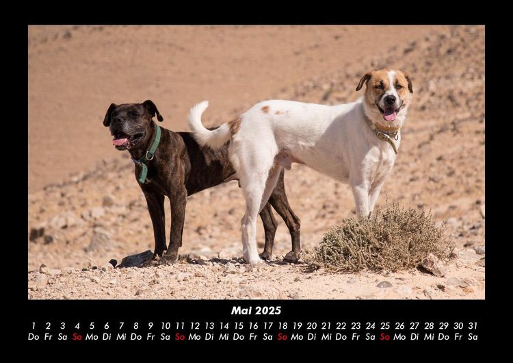 Produktbild: Hundezauber 2025 Fotokalender DIN A3