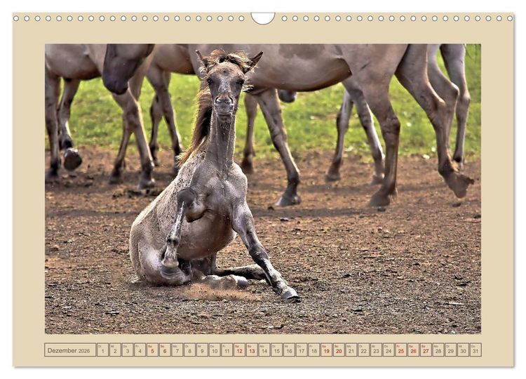 Produktbild: D&uuml;lmener Wildpferde im M&uuml;nsterland (Wandkalender 2026 DIN A3 quer), CALVENDO Monatskalender