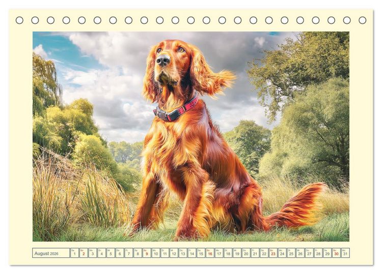 Produktbild: Irish Red Setter. Wo noble Eleganz auf Tatendrang trifft (Tischkalender 2026 DIN A5 quer), CALVENDO Monatskalender