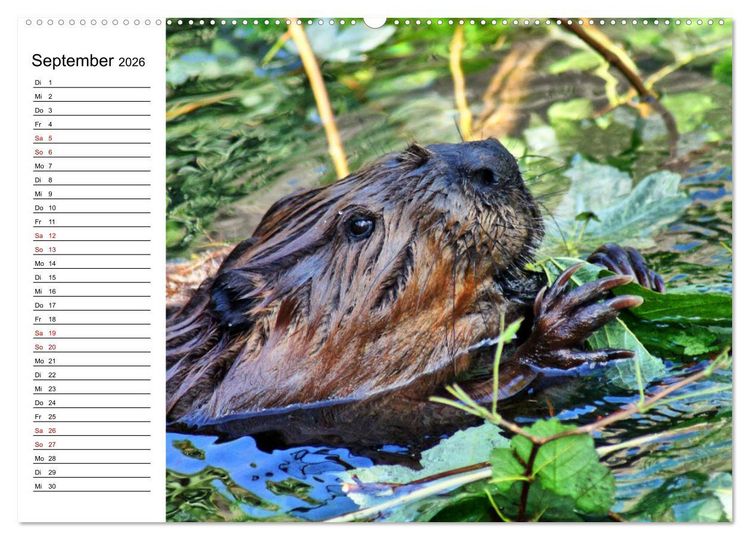 Produktbild: Das Familienleben der Biber (hochwertiger Premium Wandkalender 2026 DIN A2 quer), Kunstdruck in Hochglanz