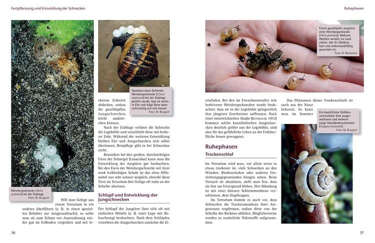 Produktbild: Einheimische Schnecken