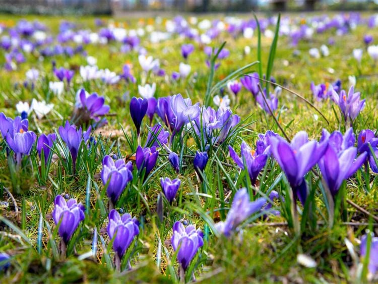 Produktbild: CALVENDO Puzzle Krokusse im Park | 1000 Teile Lege-Gr&ouml;&szlig;e 64x48cm Foto-Puzzle f&uuml;r gl&uuml;ckliche Stunden