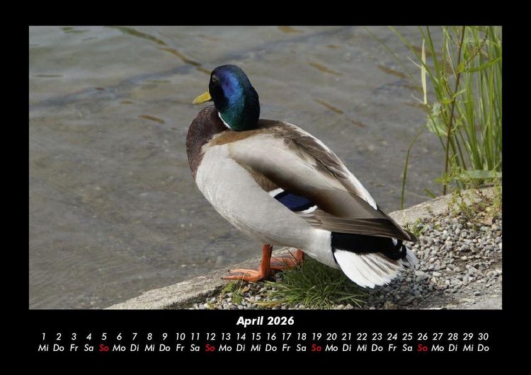 Produktbild: Vogelparadies 2026 Fotokalender DIN A3