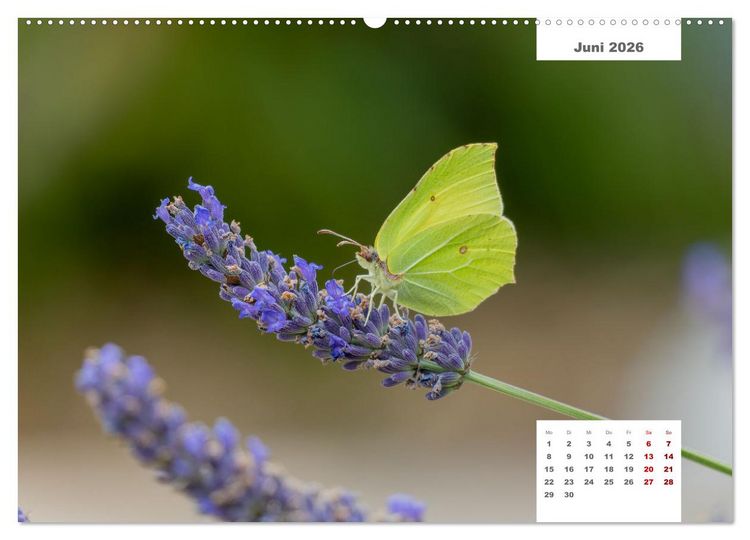 Produktbild: Zwei Tierfotografen Zw&ouml;lf Highlights (Wandkalender 2026 DIN A2 quer), CALVENDO Monatskalender