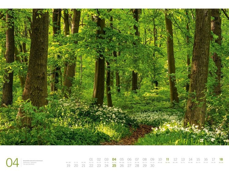 Produktbild: Wald Gallery Kalender 2027