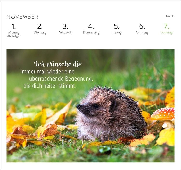 Produktbild: Postkartenkalender 2027: Was ich dir w&uuml;nsche f&uuml;r jeden Tag