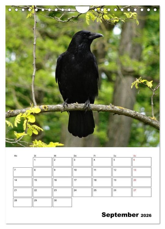 Produktbild: Rabenv&ouml;gel Terminplaner (Wandkalender 2026 DIN A4 hoch), CALVENDO Monatskalender