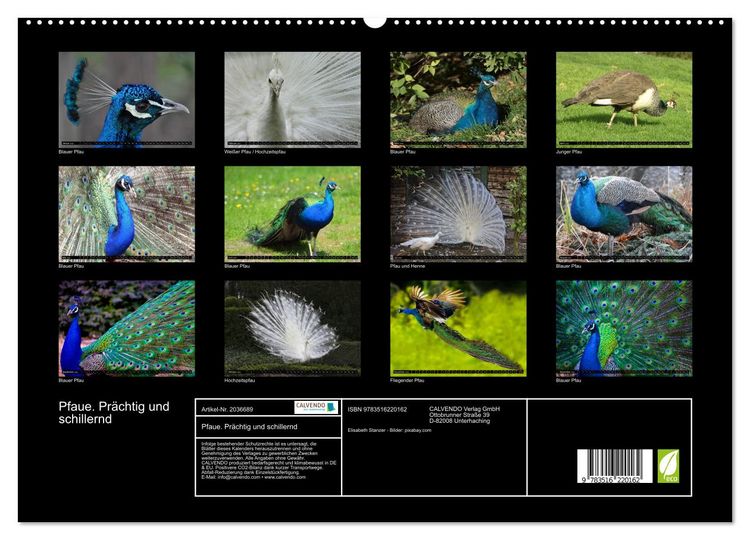 Produktbild: Pfaue. Pr&auml;chtig und schillernd (hochwertiger Premium Wandkalender 2026 DIN A2 quer), Kunstdruck in Hochglanz