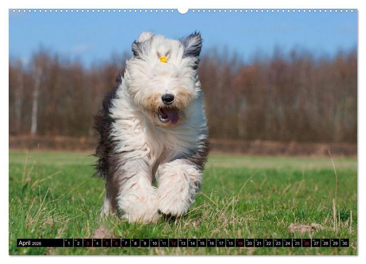 Produktbild: Traumhund Bobtail (hochwertiger Premium Wandkalender 2026 DIN A2 quer), Kunstdruck in Hochglanz