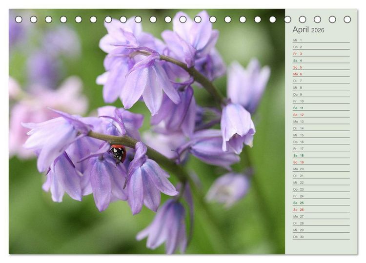 Produktbild: Liebenswerte Gl&ouml;ckchen (Tischkalender 2026 DIN A5 quer), CALVENDO Monatskalender