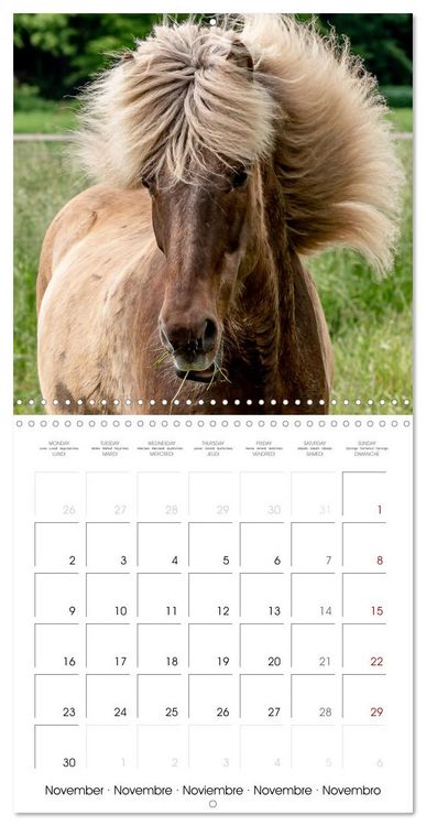 Produktbild: Charming Icelandic Horses (Wall Calendar 2026 12 &times; 12 Inch) CALVENDO 12 Month Wall Calendar