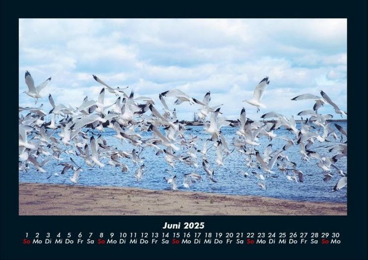 Produktbild: M&ouml;wen 2025 Fotokalender DIN A4