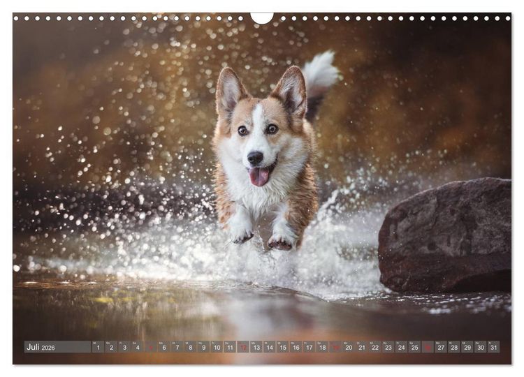 Produktbild: Welsh Corgi - Der Kobold unter den Hunden (Wandkalender 2026 DIN A3 quer), CALVENDO Monatskalender
