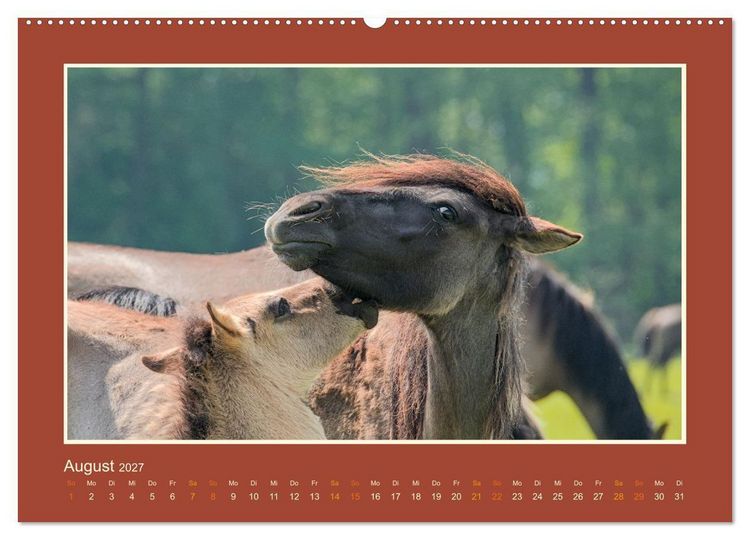Produktbild: Die letzten Wilden - freilebende Pferde in D&uuml;lmen (hochwertiger Premium Wandkalender 2027 DIN A2 quer), Kunstdruck in Hochglanz
