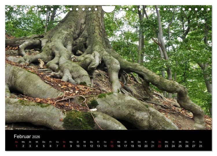 Produktbild: Wurzelwerke (Wandkalender 2026 DIN A4 quer), CALVENDO Monatskalender