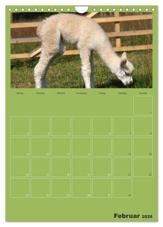 Produktbild: Alpakas zum Verlieben (Wandkalender 2026 DIN A4 hoch), CALVENDO Monatskalender
