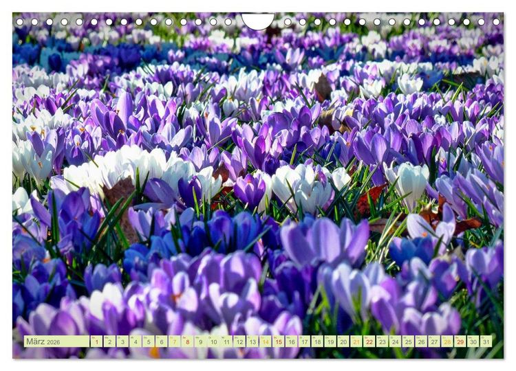 Produktbild: Blumenwiesen &ndash; ein bl&uuml;tenzauberhaftes Jahr (Wandkalender 2026 DIN A4 quer), CALVENDO Monatskalender