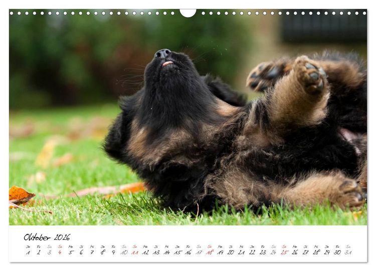 Produktbild: Deutscher Sch&auml;ferhund - Welpen / CH-Version (Wandkalender 2026 DIN A3 quer), CALVENDO Monatskalender