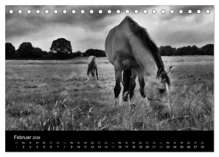 Produktbild: Pferde 2026 Wild Thing (Tischkalender 2026 DIN A5 quer), CALVENDO Monatskalender