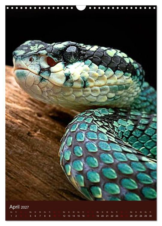 Produktbild: The Power Of Snake (Wandkalender 2027 DIN A3 hoch), CALVENDO Monatskalender