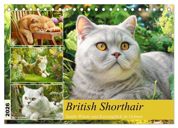 Produktbild: British Shorthair. Sanfte W&uuml;rde und Katzengl&uuml;ck im Gr&uuml;nen (Tischkalender 2026 DIN A5 quer), CALVENDO Monatskalender