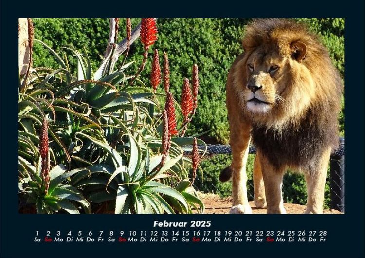 Produktbild: L&ouml;wen in der Wildnis 2025 Fotokalender DIN A4