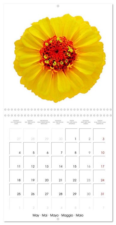 Produktbild: Beautiful Zinnias (Wall Calendar 2026 12 &times; 12 Inch) CALVENDO 12 Month Wall Calendar