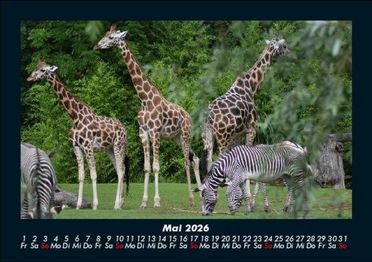 Produktbild: Giraffen 2026 Fotokalender DIN A5