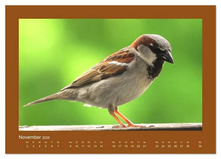 Produktbild: Vogelportr&auml;ts - Heimische V&ouml;gel auf meinem Balkon (Tischkalender 2026 DIN A5 quer), CALVENDO Monatskalender