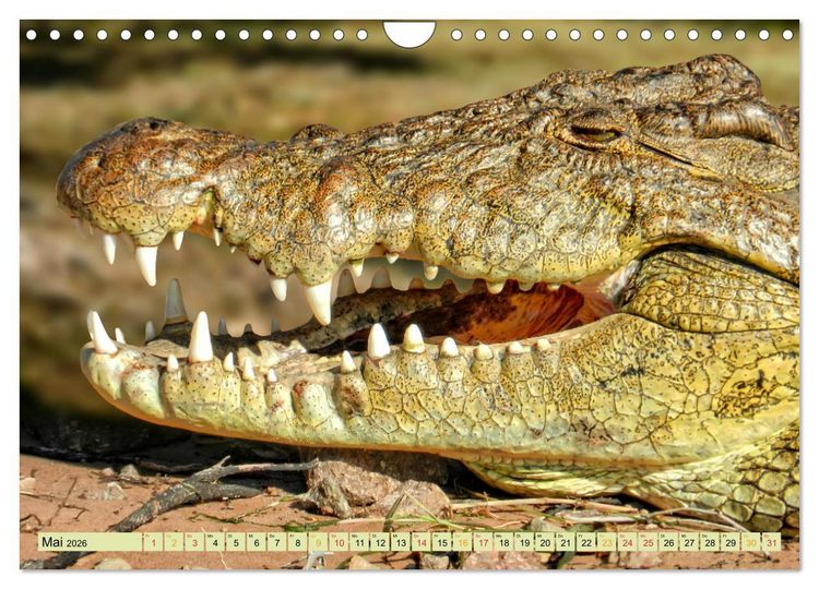 Produktbild: Urzeitreptilien - Krokodil (Wandkalender 2026 DIN A4 quer), CALVENDO Monatskalender