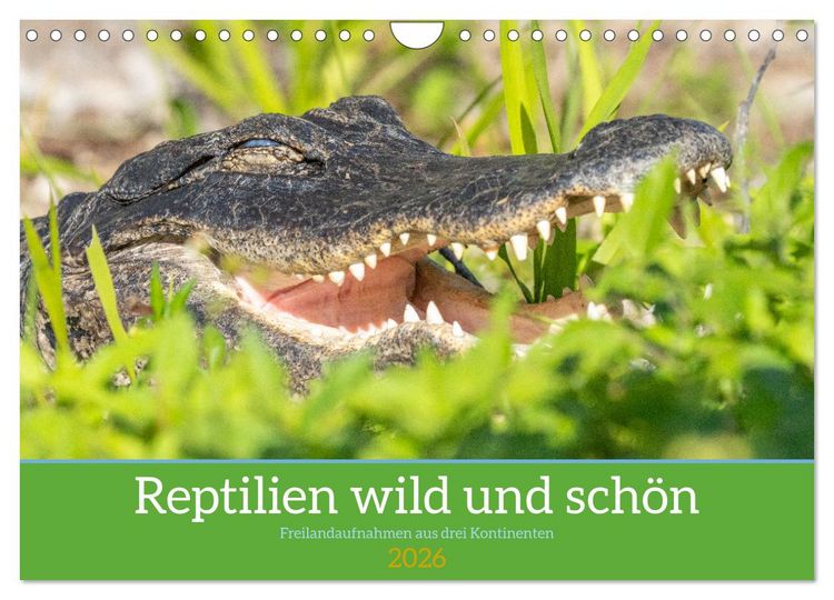 Produktbild: Reptilien wild und sch&ouml;n (Wandkalender 2026 DIN A4 quer), CALVENDO Monatskalender
