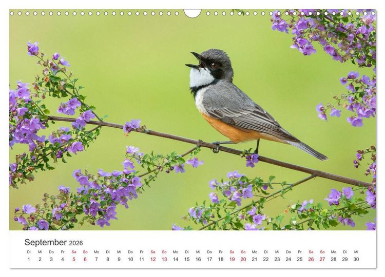 Produktbild: Singv&ouml;gel aus Australien (Wandkalender 2026 DIN A3 quer), CALVENDO Monatskalender