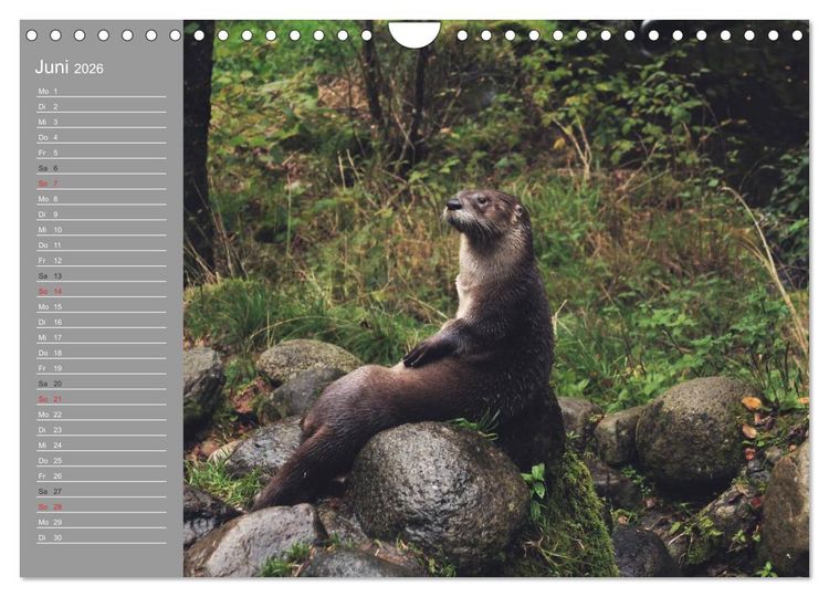 Produktbild: Otter. Frech, laut und clever (Wandkalender 2026 DIN A4 quer), CALVENDO Monatskalender
