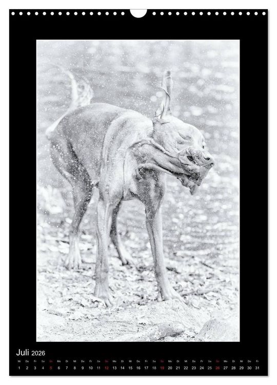 Produktbild: Vizsla-Liebe (Wandkalender 2026 DIN A3 hoch), CALVENDO Monatskalender