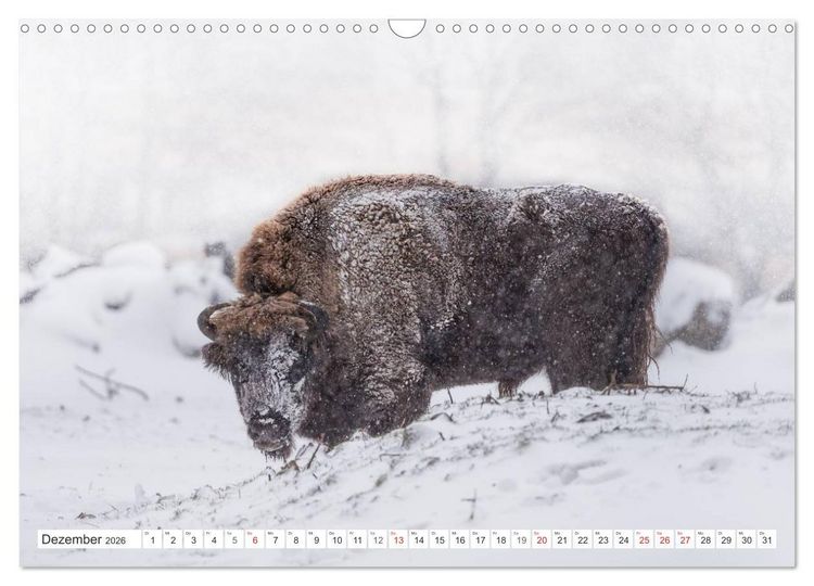 Produktbild: Emotionale Momente: Der Wisent. (Wandkalender 2026 DIN A3 quer), CALVENDO Monatskalender