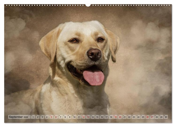 Produktbild: Jagdhunde im Portrait (Wandkalender 2026 DIN A2 quer), CALVENDO Monatskalender